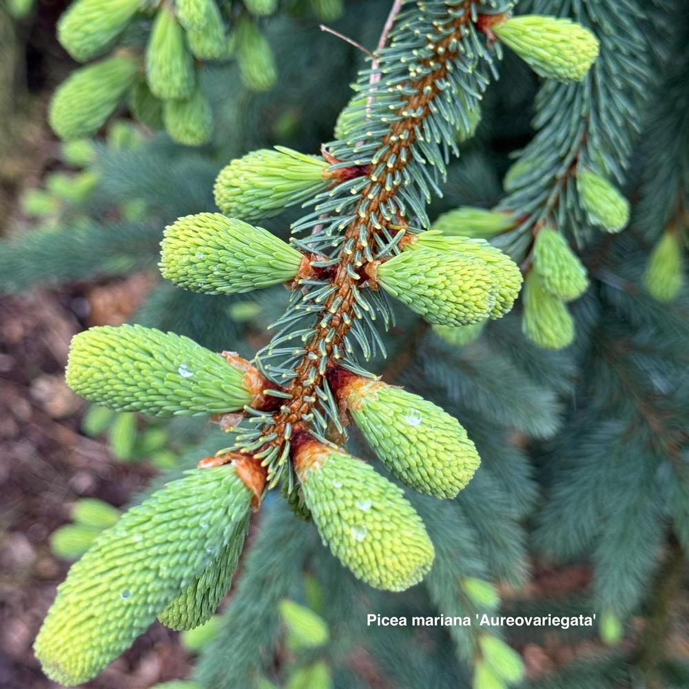 Photo of Black Spruce (Picea mariana 'Aureovariegata') uploaded by frankrichards16