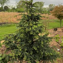 Location: Clinton, Michigan 49236
Date: 2024-05-09
Picea mariana 'Aureovariegata' 24W19 Black Hills Spruce U1- (glau