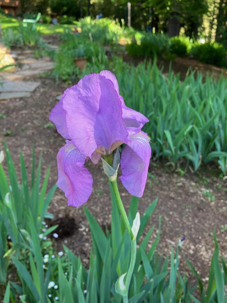 Photo of Tall Bearded Iris (Iris 'Pink Satin') uploaded by lharvey16