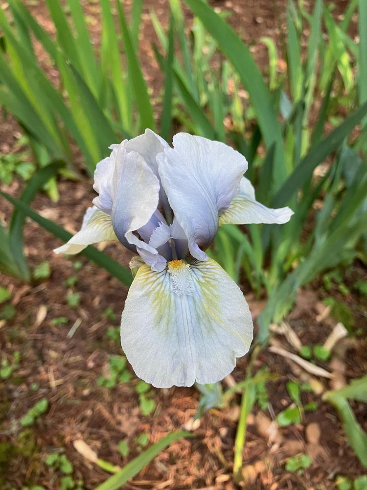 Photo of Intermediate Bearded Iris (Iris 'Palm Springs') uploaded by lharvey16