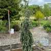 Picea pungens 'The Blues' 24W19 9yo Spruce G2 (Stanley & Sons, OR