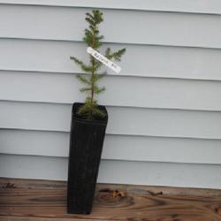 Location: Reading, Pennsylvania
Date: 2024-04-19
I bought a spruce sapling from Go Native Nursery in Lancaster Cou