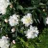 Paeonia Lactiflora 'Canari'. A family heirloom. A third generatio
