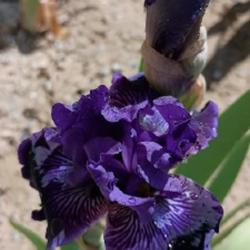 Location: East facing garden zone 6b
Date: May 2024
Love the color!! Maiden bloom and it is amazing! The form, the in