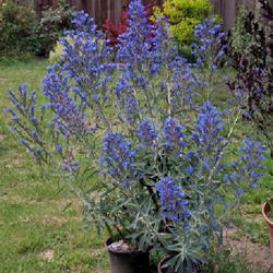 Location: Northern California, Zone 9b
Date: 2024-04-26
Clear blue flowers on this Echium. My garden May 2024.