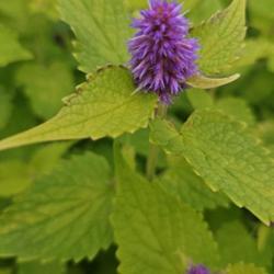 Location: Sandhills Horticultural Gardens Southern Pines, NC
Date: May 17, 2024
Anise Hyssop # 279 nn; LHB p. 851, 176-7-?, "Greek for 'many spik