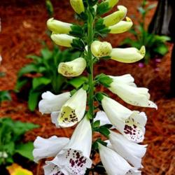 Location: Sandhills Horticultural Gardens Southern Pines, NC
Date: May 17, 2024
Fox glove #37 nn; LHB page 894, 179-16-7, "Latin for 'finger of a