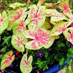 Location: Sandhills Horticultural Gardens Southern Pines, NC
Date: May 17, 2024
Fancy leaf caladium 272 nn; LHB page 188, 29-20-1, "Name probably