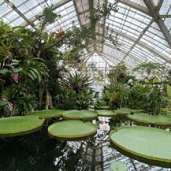 Location: San Francisco Conservatory of Flowers 
Date: 2021-09-24