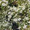 Flower closeup. Pyracantha coccinea 'Harlequin'. My garden April 