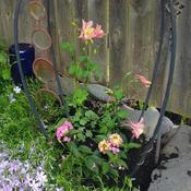 First season for this columbine. Sharing space with Lantana, Pink