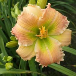 Uploaded by Caruso Uploaded by Caruso