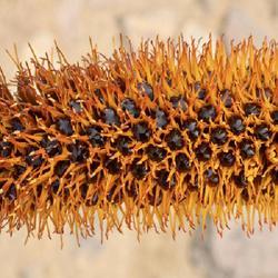 Uploaded by Baja_Costero Uploaded by Baja_Costero