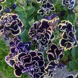 Uploaded by Joy Uploaded by Joy