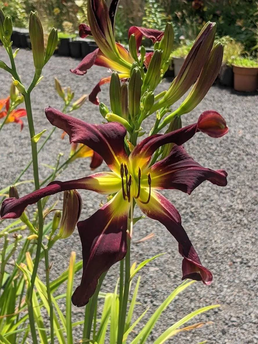 Uploaded by Joy Uploaded by Joy