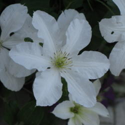 Image Image