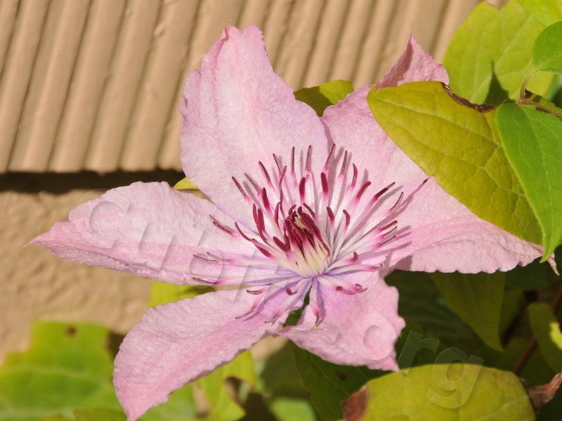 Photo of the bloom of Clematis Pink Chiffon™ posted by victor