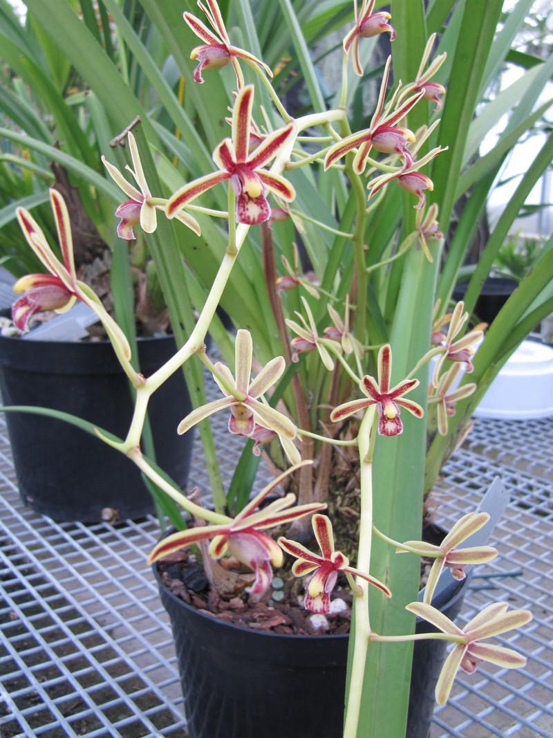 Orchid (Cymbidium crassifolium)