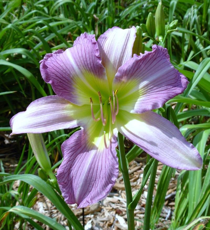 Daylily (Hemerocallis 'Moonlight Orchid') in the Daylilies Database