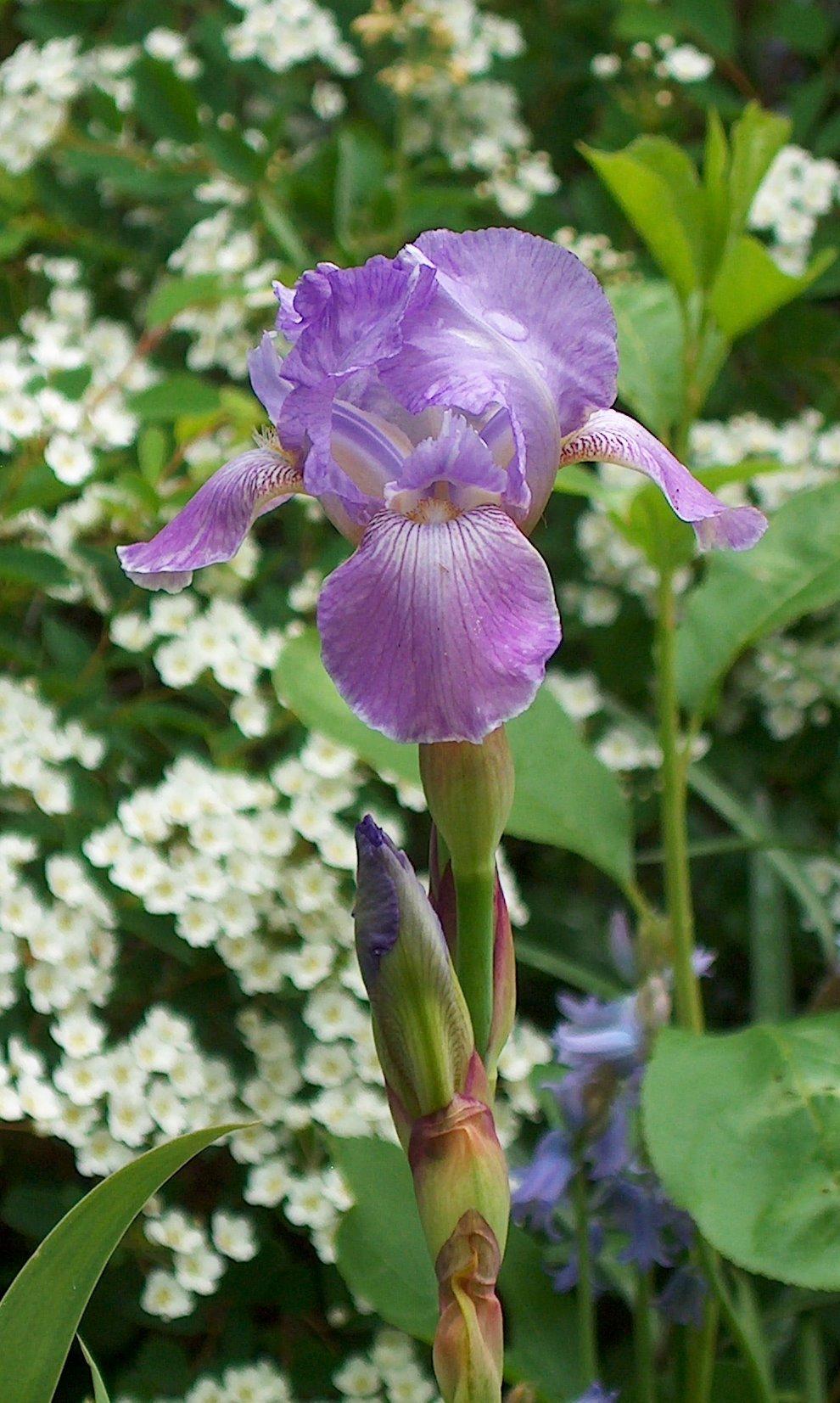 Miniature Tall Bearded Iris (Iris 'Dancing Lilacs') in the Irises