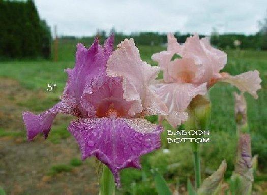 Photo of the bloom of Border Bearded Iris (Iris &lsquo;Baboon Bottom&rsquo;) posted