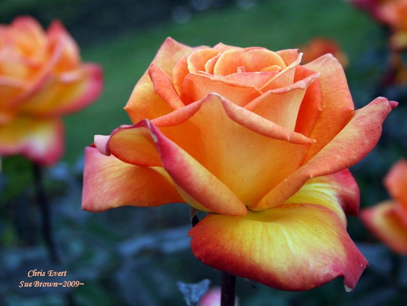 Photo of the bloom of Rose (Rosa &lsquo;Chris Evert&rsquo;) posted by Calif_Sue