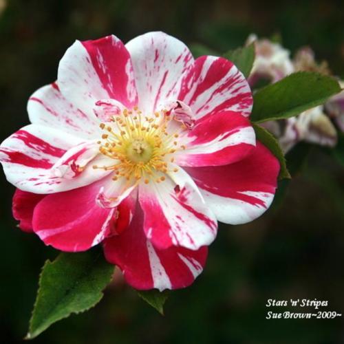 Rose (Rosa 'Stars 'n' Stripes') in the Roses Database