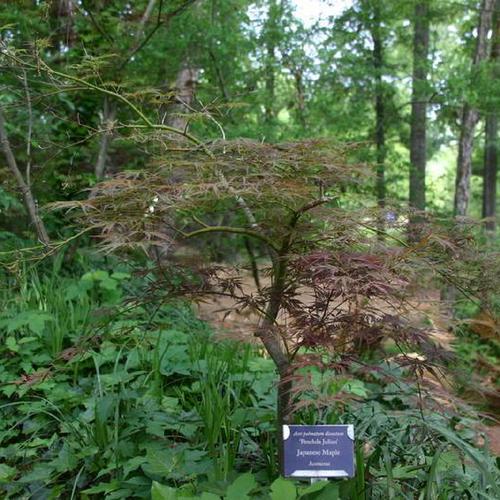 Japanese Maple (Acer palmatum 'Pendulum Julian')
