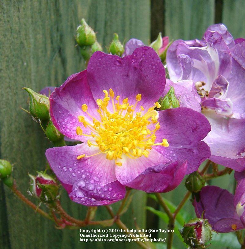Photo of the bloom of Rambling Rose (Rosa 'Veilchenblau') posted by
