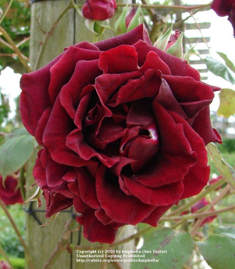 Rose (Rosa 'Guinee') in the Roses Database