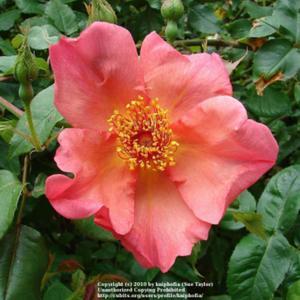 Rose (Rosa 'Morning Mist') in the Roses Database - Garden.org