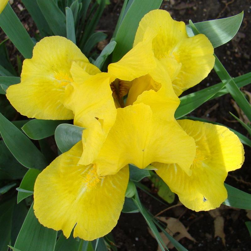 Iris 'Golden Fair' in the Irises Database