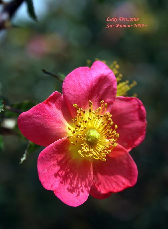 Hybrid Sweetbriar Rose (Rosa 'Lady Penzance') in the Roses Database