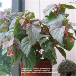 2010-05-01/threegardeners/4a085b