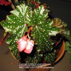2010-05-01/threegardeners/9873d4