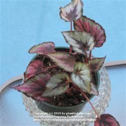 2010-05-01/threegardeners/c6ae4a