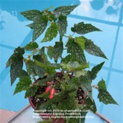 2010-05-01/threegardeners/c9bbf1