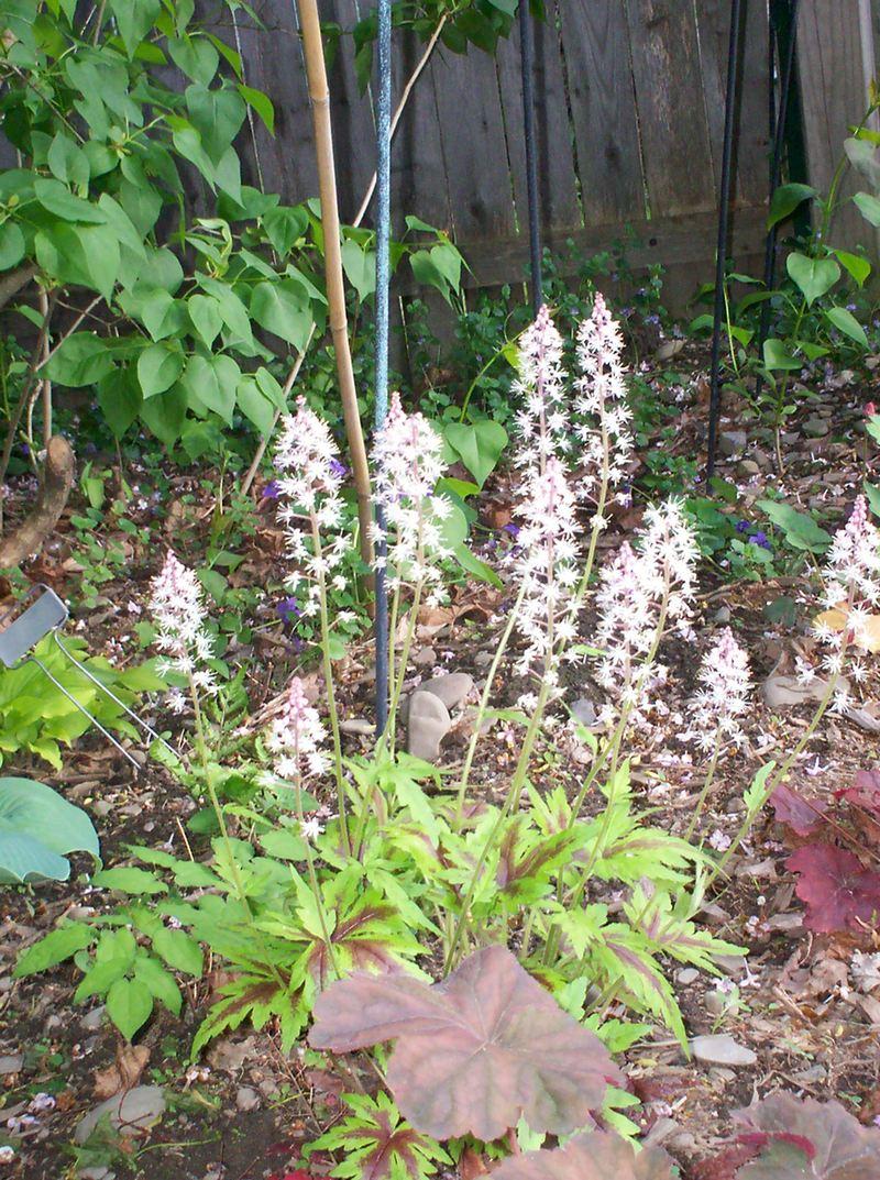 Foamflowers Plant Care and Collection of Varieties