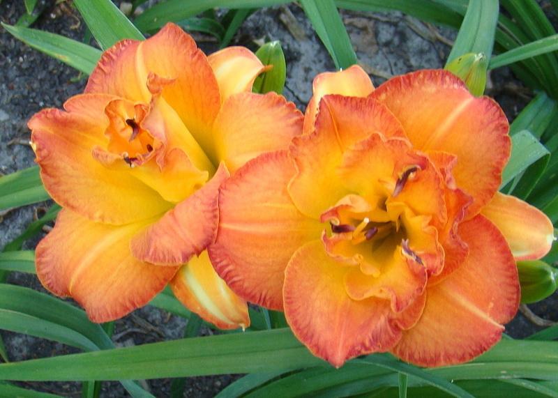 Daylily (Hemerocallis 'Glorious Autumn') in the Daylilies Database