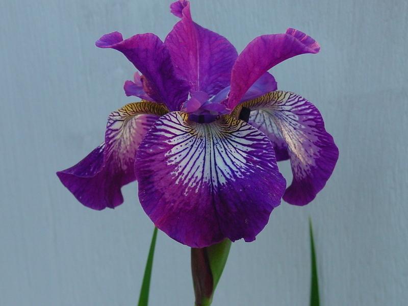 Photo of the bloom of Siberian Iris (Iris 'Rose Quest') posted by BestemorB