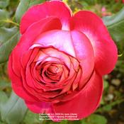 Rose (Rosa &lsquo;Castilian&rsquo;) in the Roses Database - Garden.org