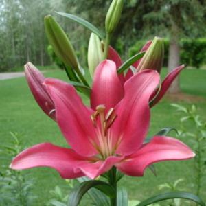Lily (Lilium ‘Indian Summerset’) in the Lilies Database - Garden.org