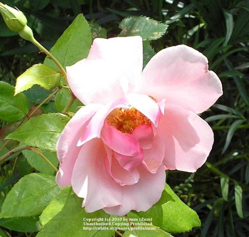 Rose (Rosa 'Encore') in the Roses Database - Garden.org