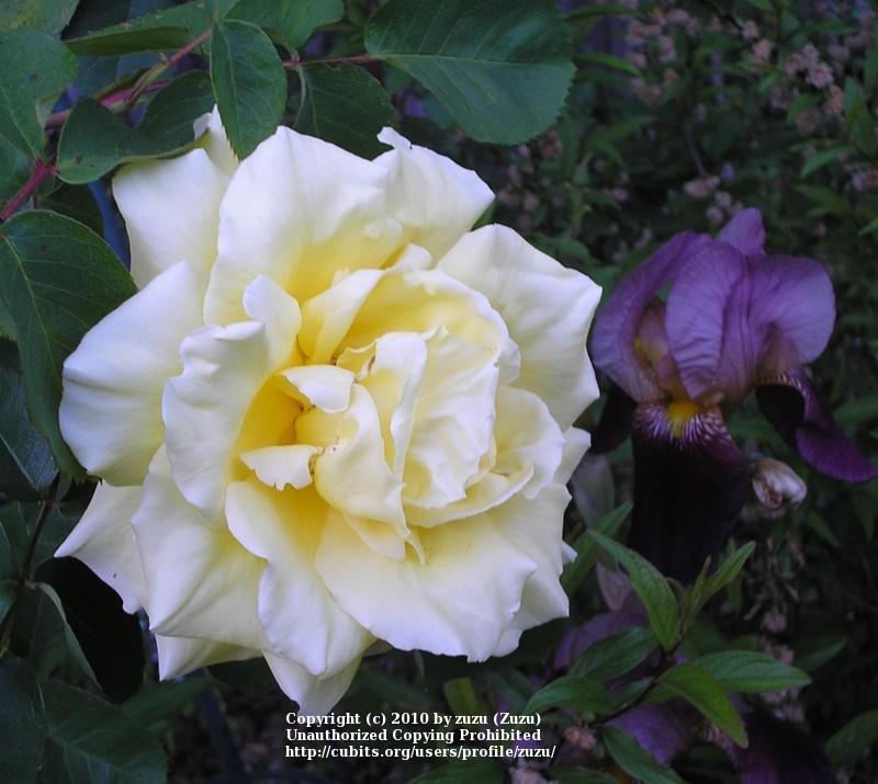 Rose (Rosa 'Leverkusen') in the Roses Database