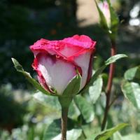 Photo of the bloom of Rose (Rosa 'Fire 'n' Ice') posted by Calif_Sue ...