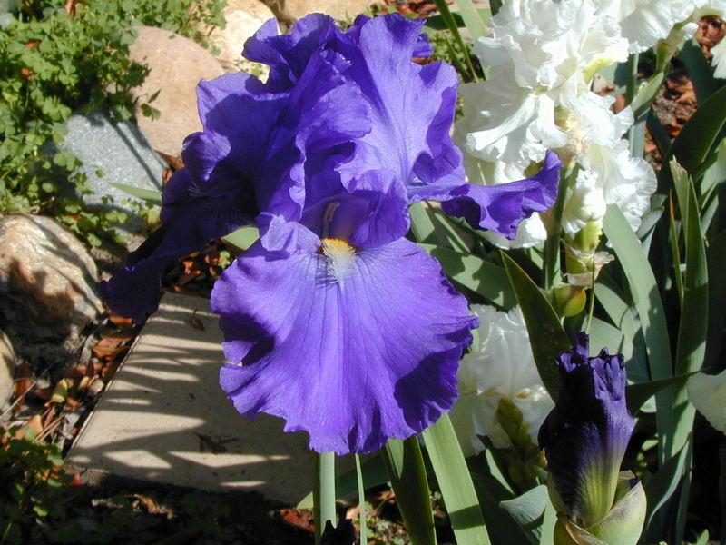Photo of the bloom of Tall Bearded Iris (Iris 'Blue Suede Shoes