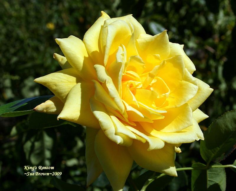 Rose (Rosa 'King's Ransom') in the Roses Database
