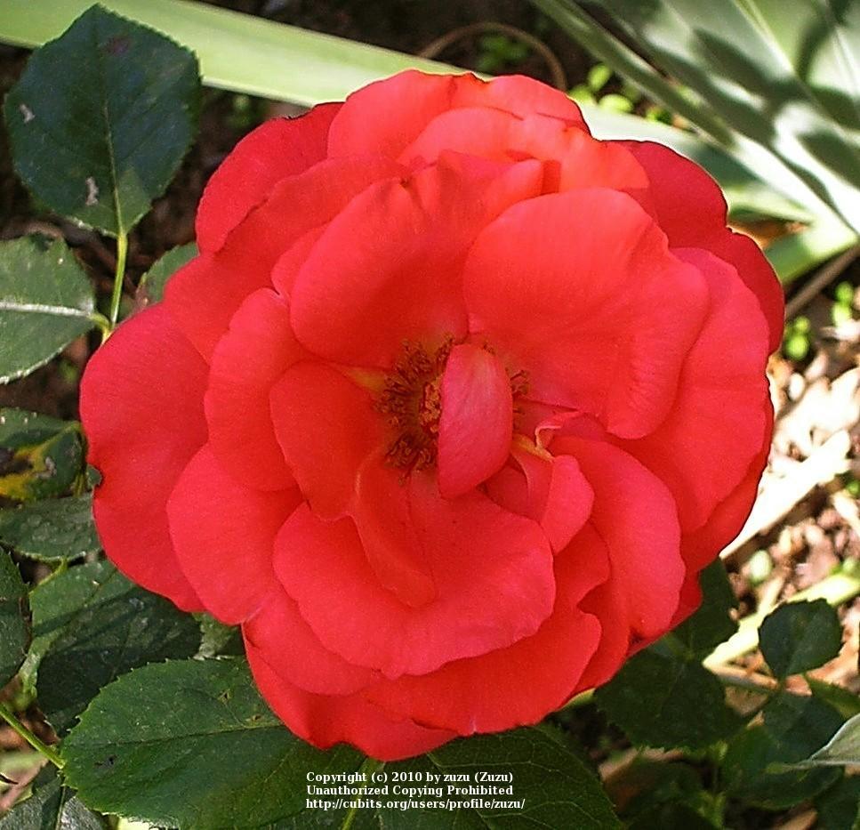 Photo of the bloom of Rose (Rosa 'Marmalade Skies') posted by zuzu