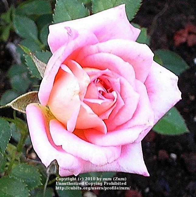 Rose (Rosa 'Mary Hill') in the Roses Database