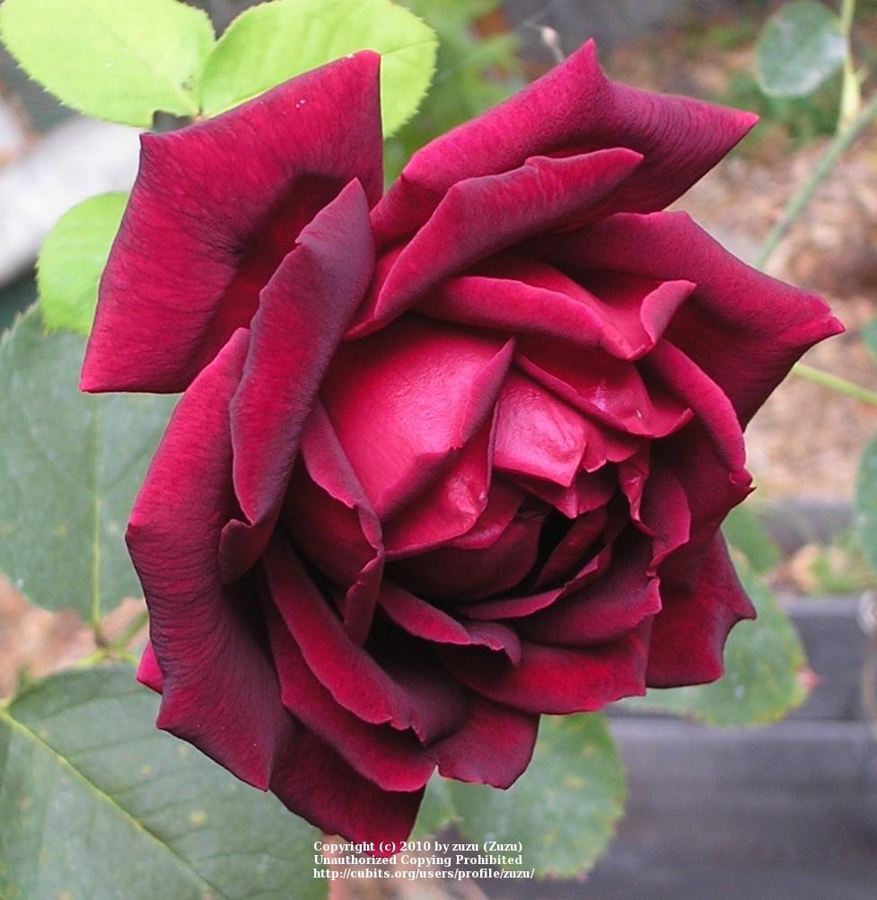 Rose (Rosa 'Oklahoma') in the Roses Database